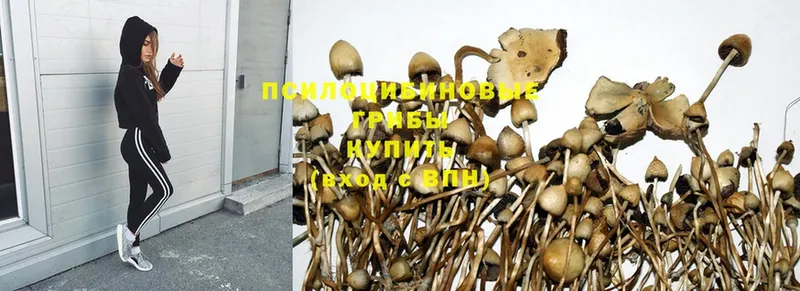 Псилоцибиновые грибы Psilocybine cubensis Туймазы